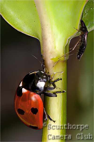 Ladybird & Lunch